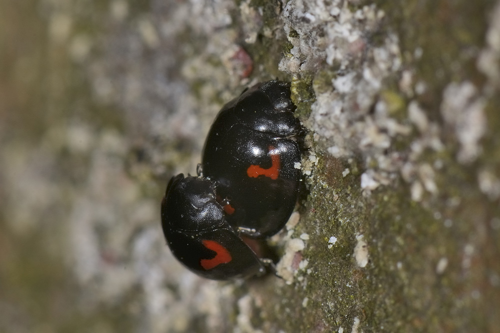 Exochomus quadripustulatus, Coccinellidae